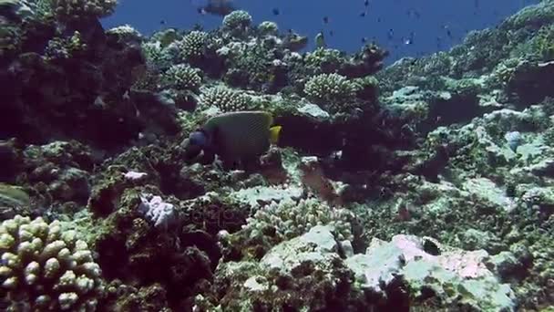 多彩的鱼类在珊瑚礁附近游泳 — 图库视频影像