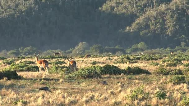 Group of wild deers — Stock Video