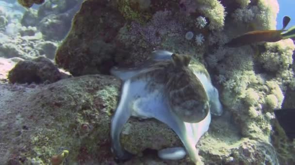 Осьминог меняет цвет на коралловом рифе — стоковое видео
