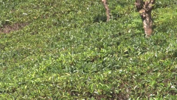 Чайная плантация летом — стоковое видео