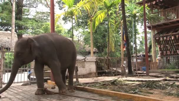 Elefant på buddhistiska tempel — Stockvideo