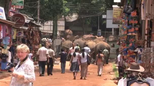 Слоны на маленькой улице — стоковое видео