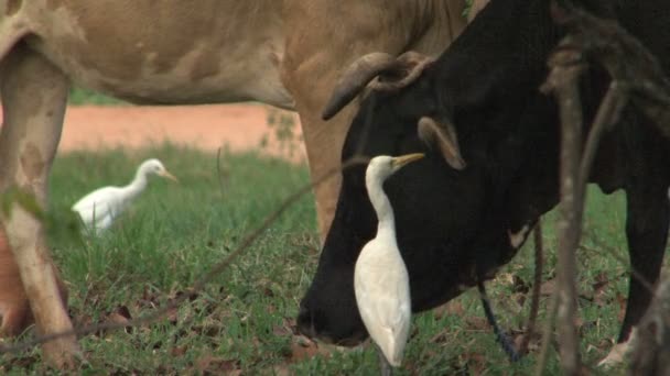 Bilder Och Fåglar — Stockvideo