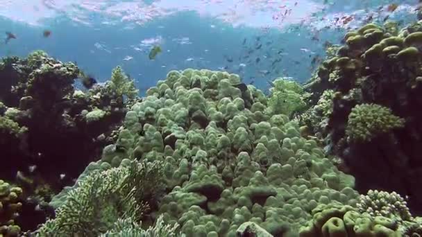 Peces de colores nadando cerca de los arrecifes de coral — Vídeo de stock