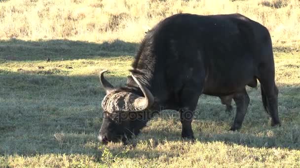 Buffel som äter gräs — Stockvideo