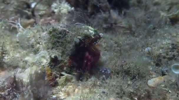Cangrejo ermitaño en el mar Mediterráneo — Vídeo de stock