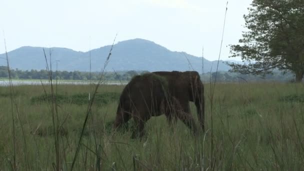 Elefante no Parque Nacional de Minneriya — Vídeo de Stock