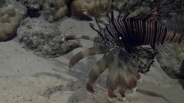 Смугастий Lionfish полювання в море — стокове відео