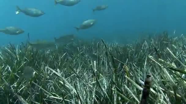 学校的在地中海沿岸的鱼 — 图库视频影像