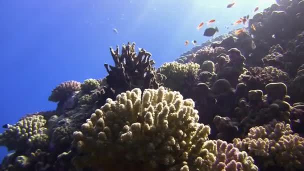 Kolorowe ryby pływanie w pobliżu rafy koralowej — Wideo stockowe