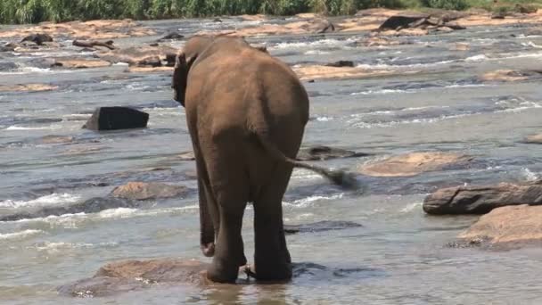 Elefante tomando banho no rio — Vídeo de Stock