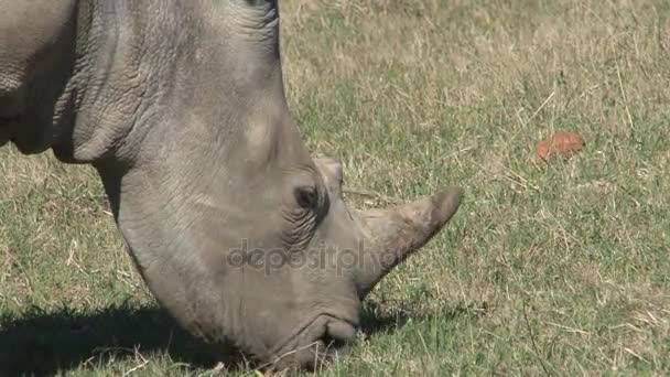 Крупный план Носорога — стоковое видео