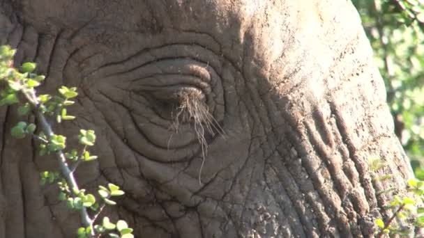 Hermoso elefante de cerca — Vídeos de Stock