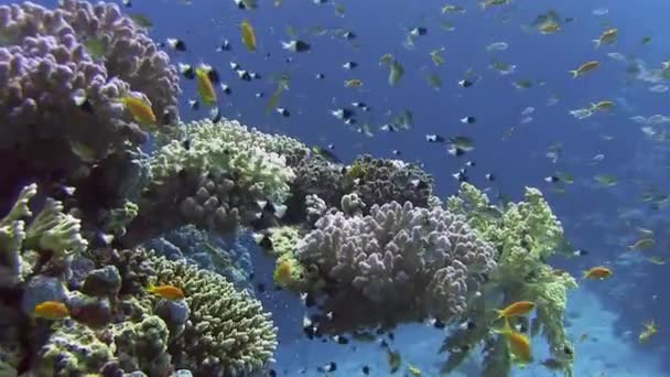 Colorful fishes swimming near coral reef — Stock Video