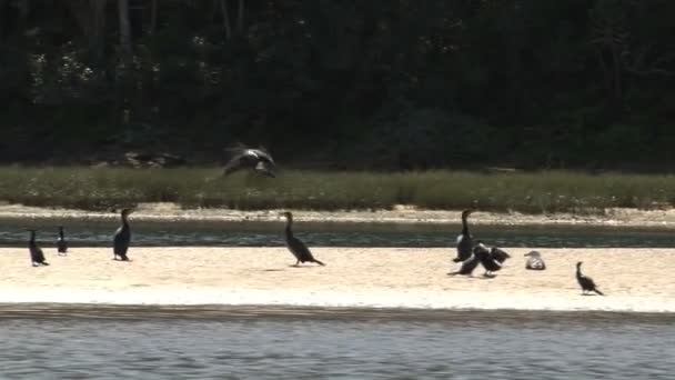 Beelden Van Aalscholvers Vogels Rivier — Stockvideo