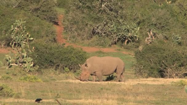 Rhino Sudáfrica Vida silvestre — Vídeos de Stock