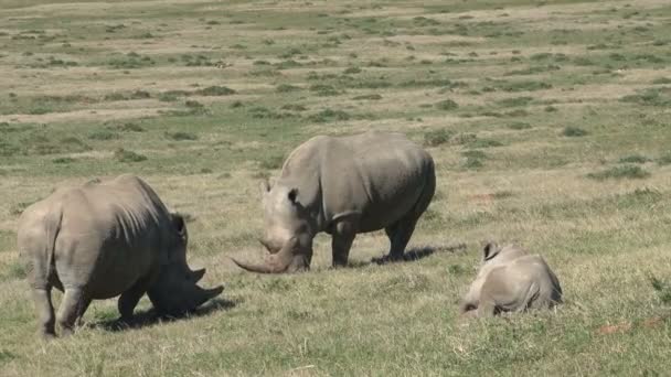 Increíbles rinocerontes salvajes — Vídeo de stock