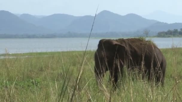 Elefante no Parque Nacional de Minneriya — Vídeo de Stock