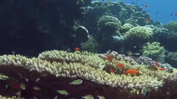 Kleurrijke vissen zwemmen in de buurt van coral reef — Stockvideo