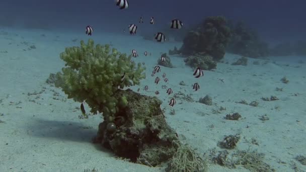 Coraux durs et poissons de récif rayés — Video