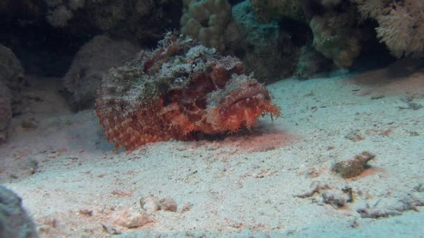 Červená amboinensis na mořské dno — Stock video