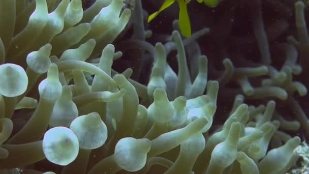 Peces anémonas brillantes escondidos en coral — Vídeo de stock