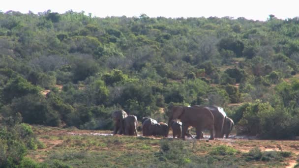 Grupo de hermosos elefantes — Vídeo de stock