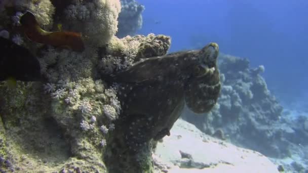 八达通在珊瑚礁攀爬 — 图库视频影像