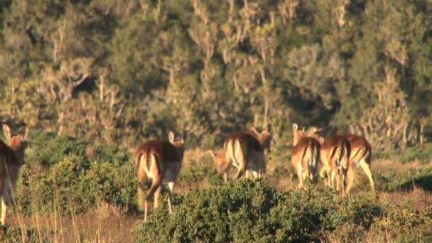 Groep wilde herten — Stockvideo