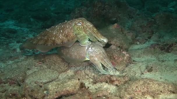 墨鱼，在阿拉伯海中潜水, — 图库视频影像