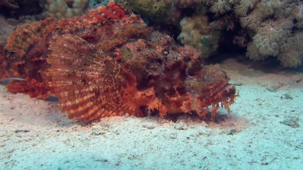 Rode Scorpionfish opleggen van de zeebodem — Stockvideo