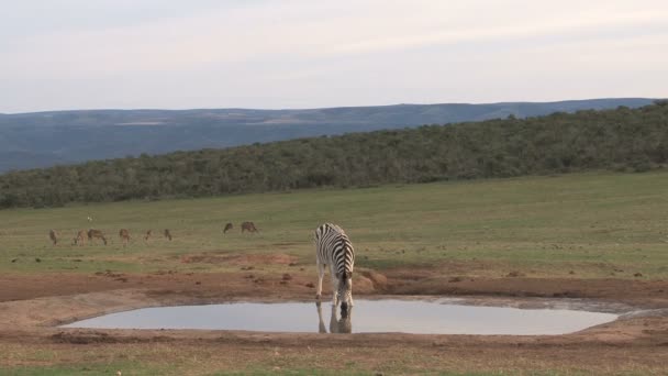 Zebra betar i gröna savannah — Stockvideo