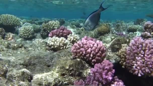 Ρηχά με σκληρά κοράλλια και ψάρια υφάλου — Αρχείο Βίντεο