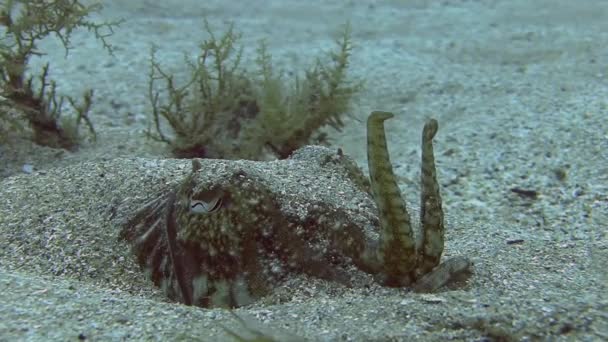 Mergulho no mar Mediterrâneo — Vídeo de Stock