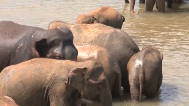 Elephants taking bath in river — Stock Video