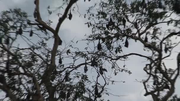 Morcegos pendurados na árvore — Vídeo de Stock