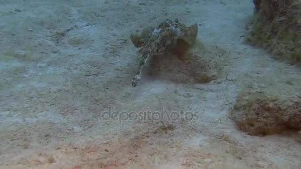 Stingray nuotare attraverso la barriera corallina — Video Stock