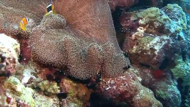 Peces anémonas nadando cerca de coral suave — Vídeos de Stock