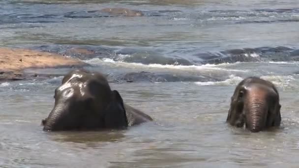 Elefanten baden im Fluss — Stockvideo