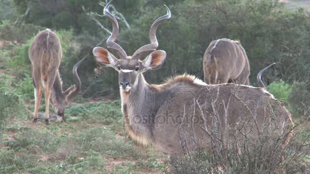 南部非洲野生动物 — 图库视频影像