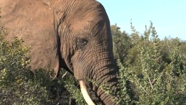 Слон ест листья деревьев — стоковое видео
