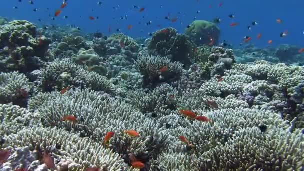 サンゴ礁近く泳ぐカラフルな魚 — ストック動画