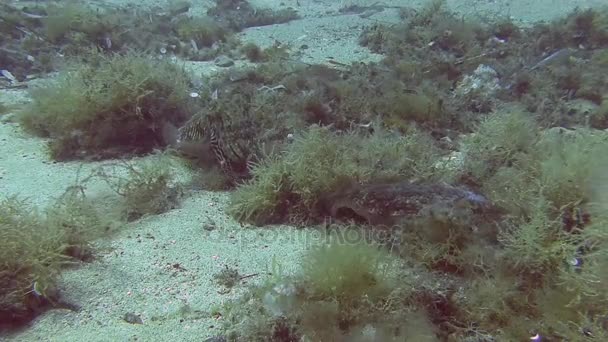 Diving in Mediterranean sea — Stock Video