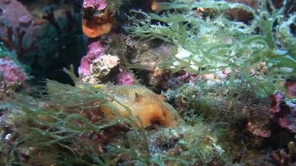 Nudibranch en mer Méditerranée — Video