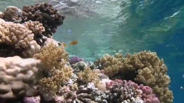 Barevné ryby plavání v blízkosti korálového útesu — Stock video