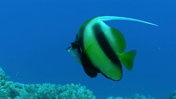 Poissons papillons nageant en mer bleue — Video