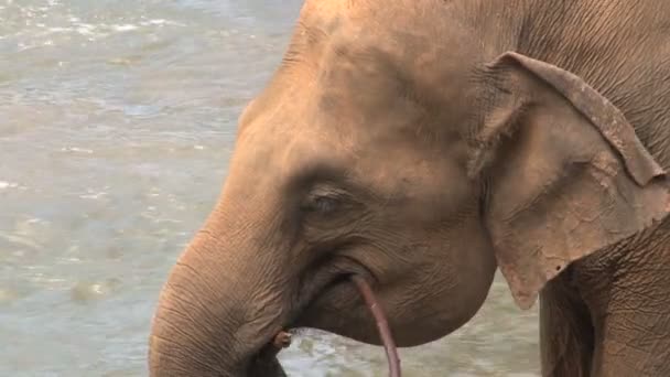 Éléphant prenant son bain dans la rivière  