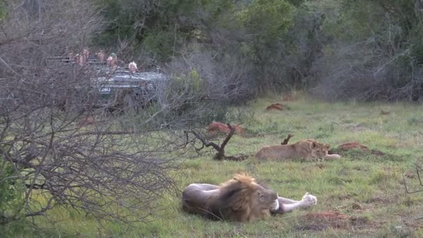 狮子狩猎在白天时间 — 图库视频影像
