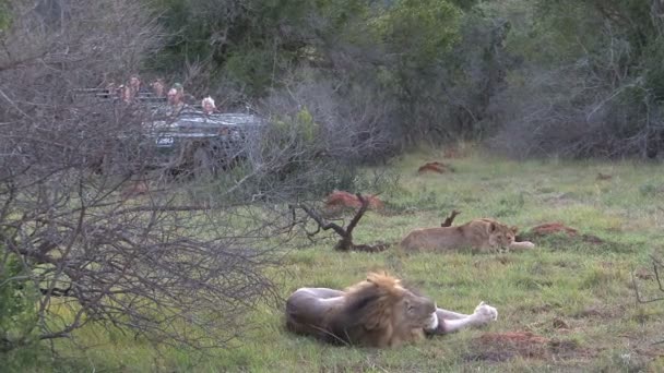 Safari Dei Leoni Durante Giorno — Video Stock