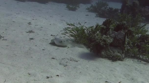 Пятнистый скат, плавающий среди водорослей — стоковое видео